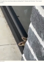 外壁から顔を出す2匹のヘビを発見した男性、その正体を知って驚愕（米）＜動画あり＞