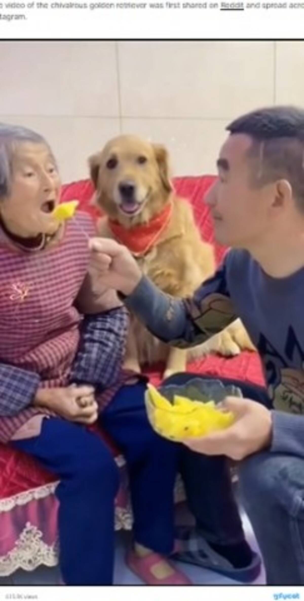 祖母のフルーツを横取りする孫に 無礼者 と怒り出す犬 動画あり 22年1月1日 エキサイトニュース