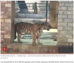 靴をくわえているトラに気づいた動物園職員、囲いの中で男性の遺体発見（パキスタン）＜動画あり＞
