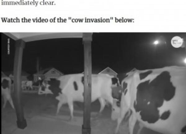 深夜3時に現れた訪問者 住宅街を大量の牛が練り歩く 米 動画あり 22年3月1日 エキサイトニュース