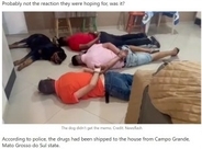 強制捜査を受けた麻薬密売組織、取り押さえられた飼い主と共に寝転がる犬に大笑い（ブラジル）＜動画あり＞