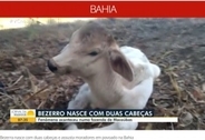 2つの頭を持つ珍しい子牛が誕生、長年の近親交配が原因か（ブラジル）＜動画あり＞