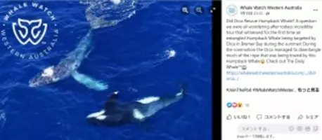 パートナーを失った2羽のペンギン 互いに慰め合う姿が美しすぎる 豪 動画あり 年5月21日 エキサイトニュース