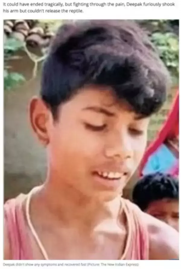 毒を持ったコブラが8歳少年に噛まれて絶命する（印）＜動画あり＞