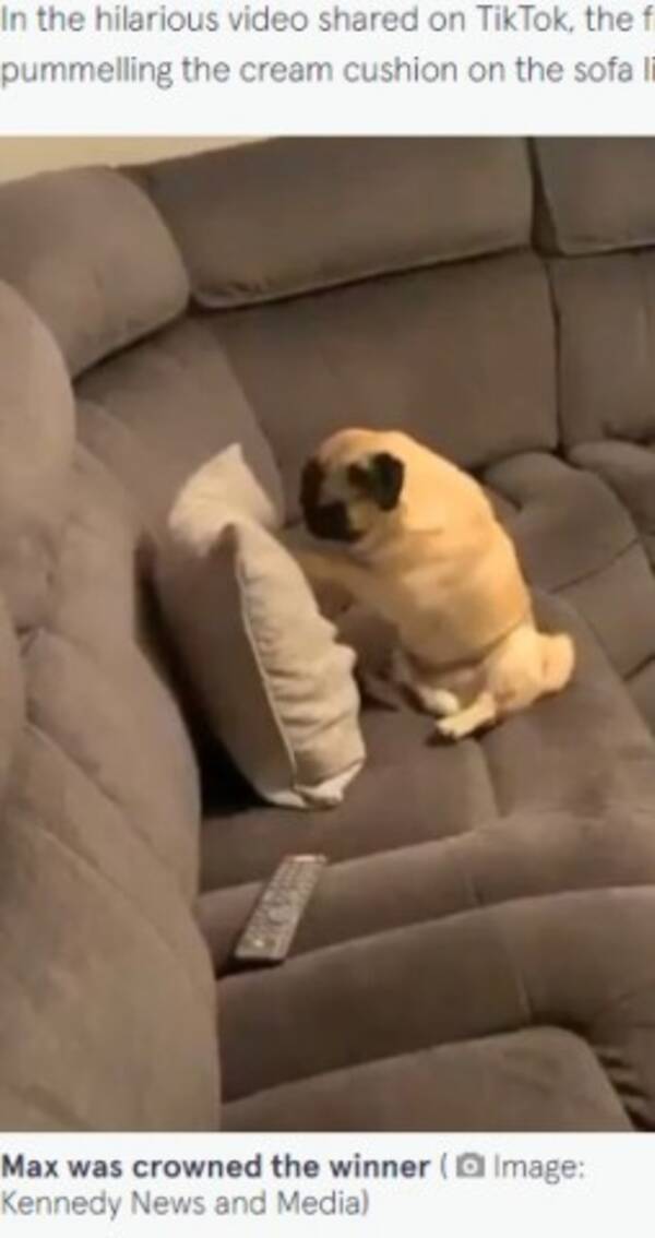 まるでボクサー クッションに怒りをぶつけて連続パンチするパグが可愛すぎる 英 動画あり 22年4月21日 エキサイトニュース