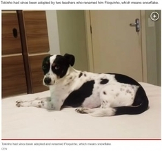 棒で殴られ虐待された犬、損害賠償を求めて元飼い主を訴える（ブラジル）