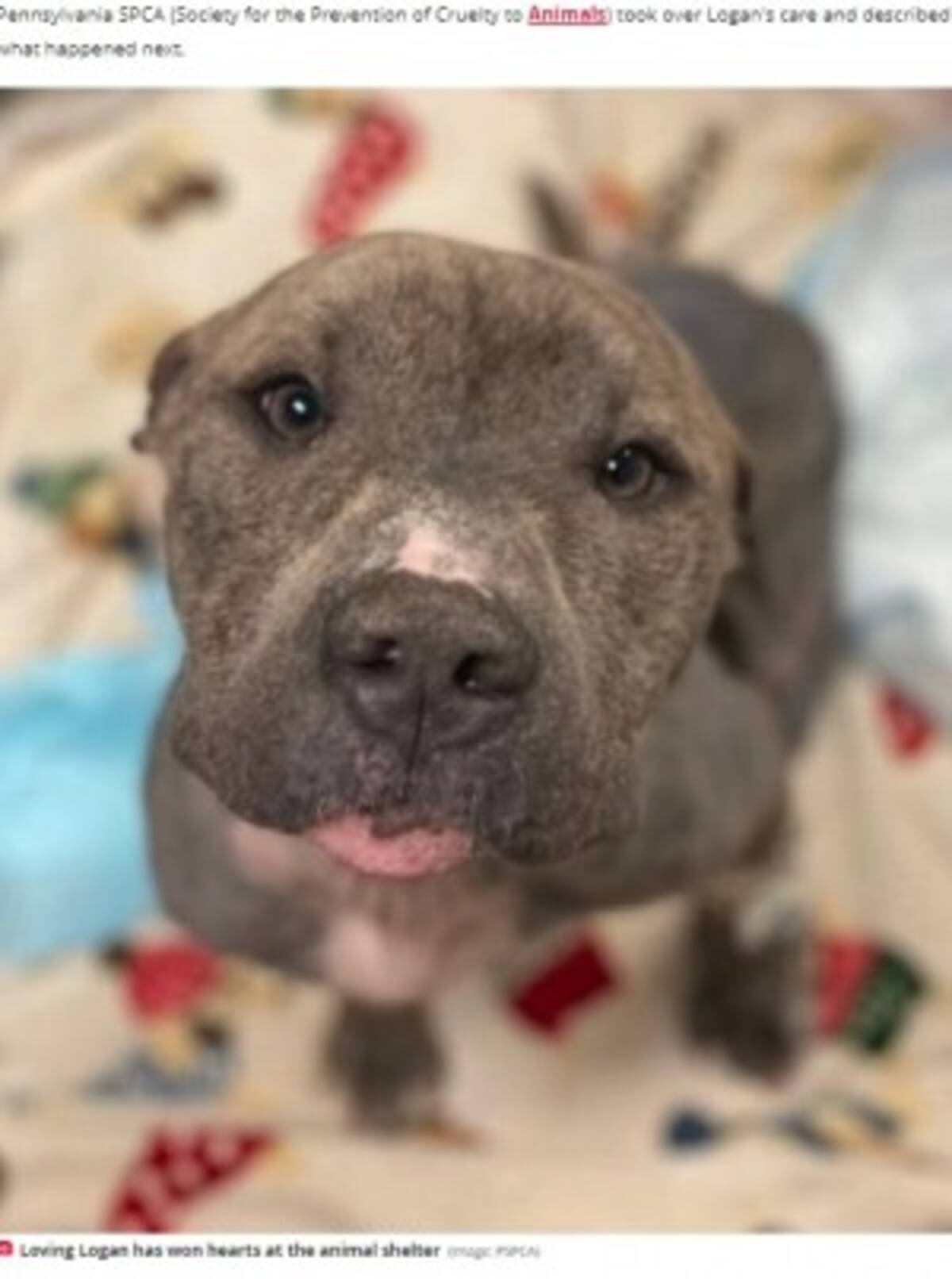 ワイヤーで縛られ後ろ足を失ったピットブル 初めて歩く姿に涙 米 動画あり 22年4月17日 エキサイトニュース ワイヤーで縛られ後ろ足を失ったピットブル 初めて歩く姿に涙 米 動画あり 22年4月17日 エキサイトニュース