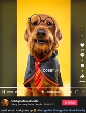 『ハリー・ポッター』の大ファン、飼い犬へのコマンドを“魔法の呪文”に変えて大注目（カナダ）＜動画あり＞