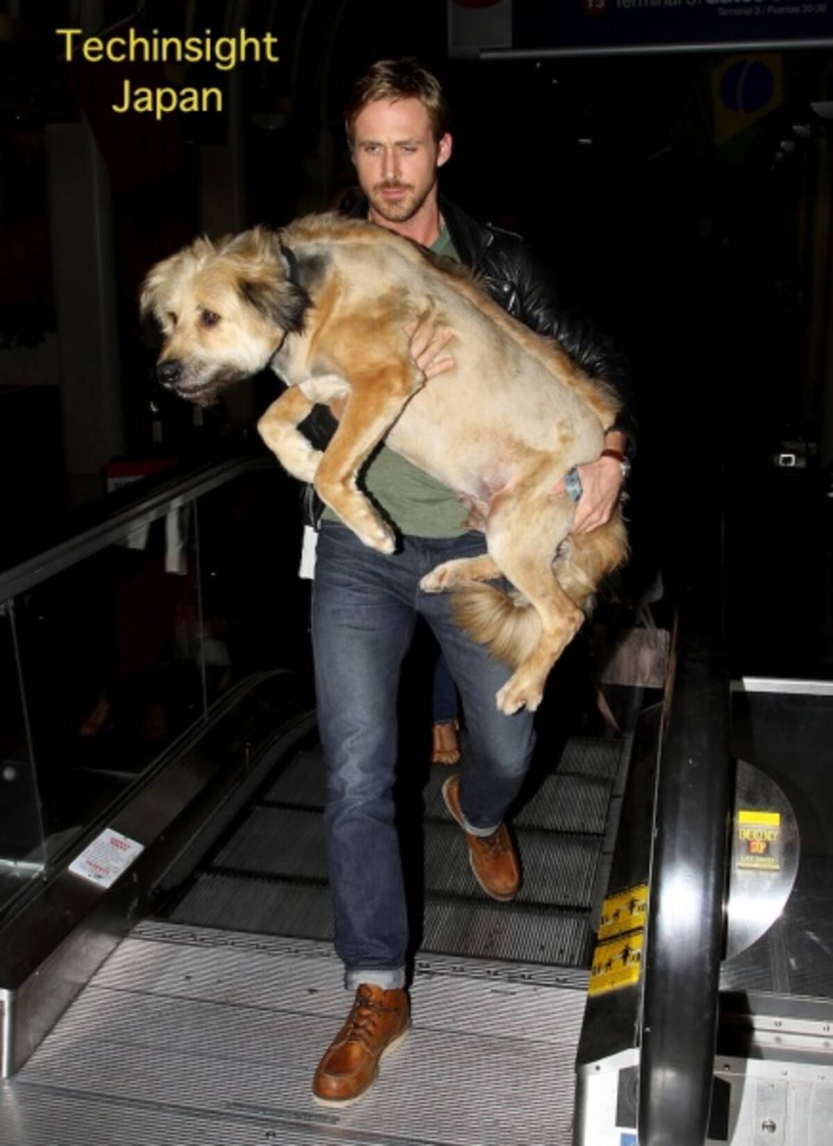 イタすぎるセレブ達 重くないの 俳優ライアン ゴズリング デカイ飼い犬を だっこ してロス空港内を移動 11年6月22日 エキサイトニュース