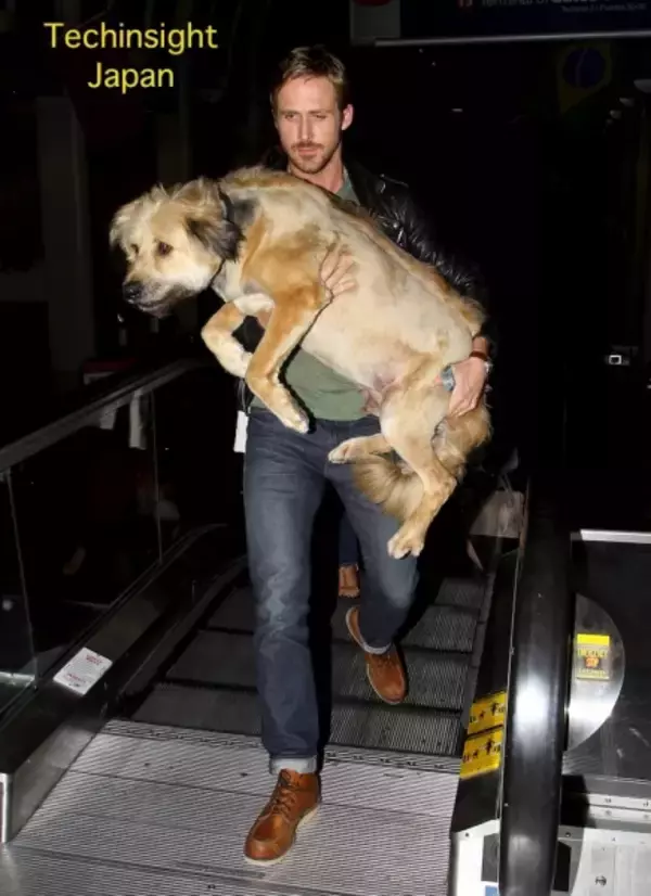 【イタすぎるセレブ達】重くないの？　俳優ライアン・ゴズリング、デカイ飼い犬を「だっこ」してロス空港内を移動。