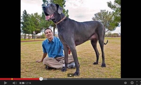 ギネス認定の世界一ノッポな犬 ジャイアント ジョージ が死亡 アリゾナ州 13年10月27日 エキサイトニュース