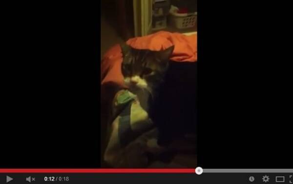 飼い主の ハロー に アロー と返事をする猫 健気すぎる映像 13年11月11日 エキサイトニュース