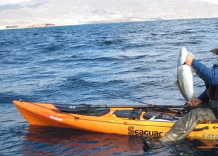 マウイ島でカヤック漁の男性が脚を食いちぎられて死亡。やはりサメか。