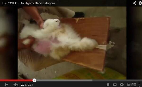 アンゴラウサギの残虐な毛むしりの実態に 世界の有名ブランドがボイコットを発表 13年12月16日 エキサイトニュース