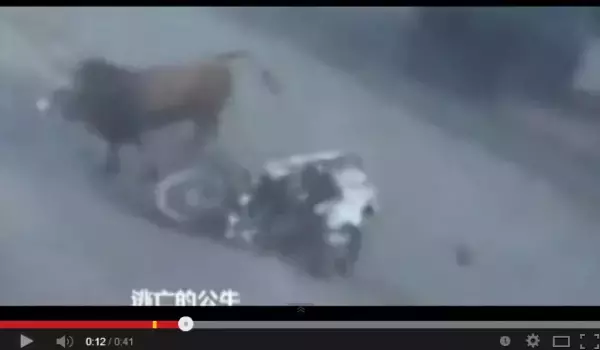走行中のバイクに牛が頭突き、圧勝という驚くべき動画。（中国）