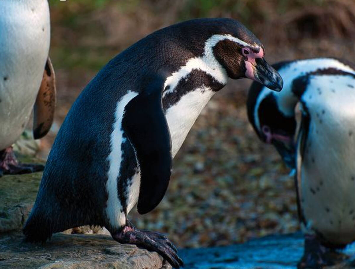 日照不足と悪天候でペンギンが次々と うつ を発症 抗うつ剤を投与される 英 14年2月10日 エキサイトニュース
