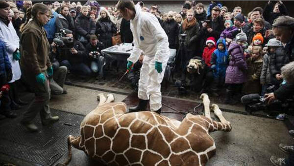 殺処分となったキリンを見学者の目の前でライオンのエサにした動物園 デンマーク 14年2月10日 エキサイトニュース