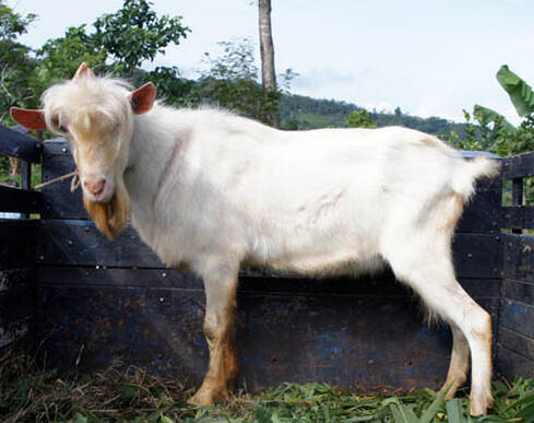 ヤギをレイプした男 法廷で ヤギも同意した と主張 ナイジェリア 14年3月3日 エキサイトニュース