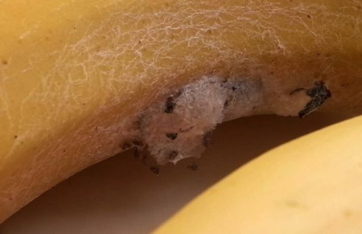 バナナから世界最強の毒グモが数百匹 駆除のため一家4人が3日間避難 英 14年3月11日 エキサイトニュース