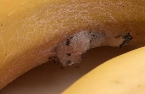 バナナから世界最強の毒グモが数百匹 駆除のため一家4人が3日間避難 英 14年3月11日 エキサイトニュース