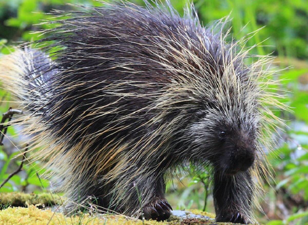 秘薬欲しさにヤマアラシの腹部を開いたら赤ちゃんが 一般人男性が帝王切開と心肺蘇生 メイン州 14年3月30日 エキサイトニュース