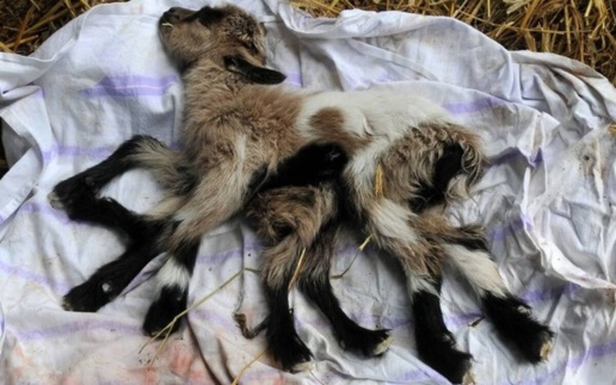 足が8本 オスメス両性具有のヤギが誕生 クロアチア 14年5月8日 エキサイトニュース