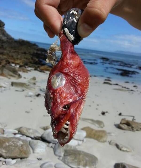 新種の魚 小さな貝から飛び出す赤い魚が見つかる 南ア 14年5月13日 エキサイトニュース