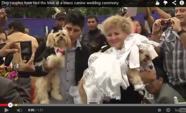 オスはタキシードでメスは純白のウェディングドレス ペルーで犬の合同結婚式 動画あり 14年5月日 エキサイトニュース