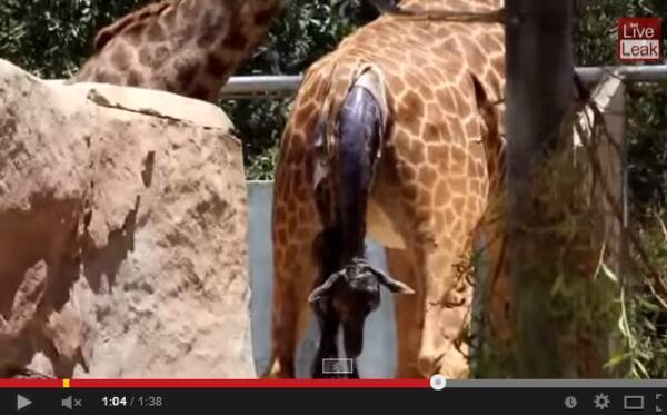 サンディエゴ動物園のキリン 大勢の見学者が見守る中で出産 動画あり 14年6月22日 エキサイトニュース