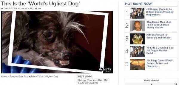 世界一醜い犬コンテスト 優勝のピーナッツ君には 悲しい過去が 加州 14年6月22日 エキサイトニュース