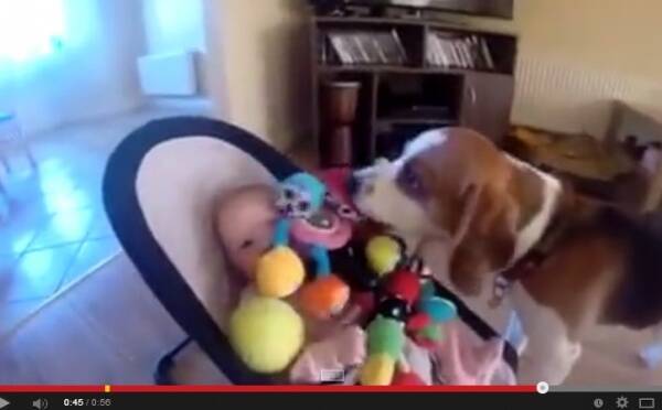 飼い犬が赤ちゃんをあやすために奮闘 大量オモチャ攻めの動画が大人気 14年7月21日 エキサイトニュース