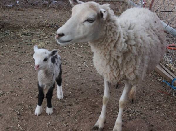 父親がヤギで母親が羊 あまりに可愛い バタフライ ちゃん大人気 アリゾナ州 14年8月4日 エキサイトニュース