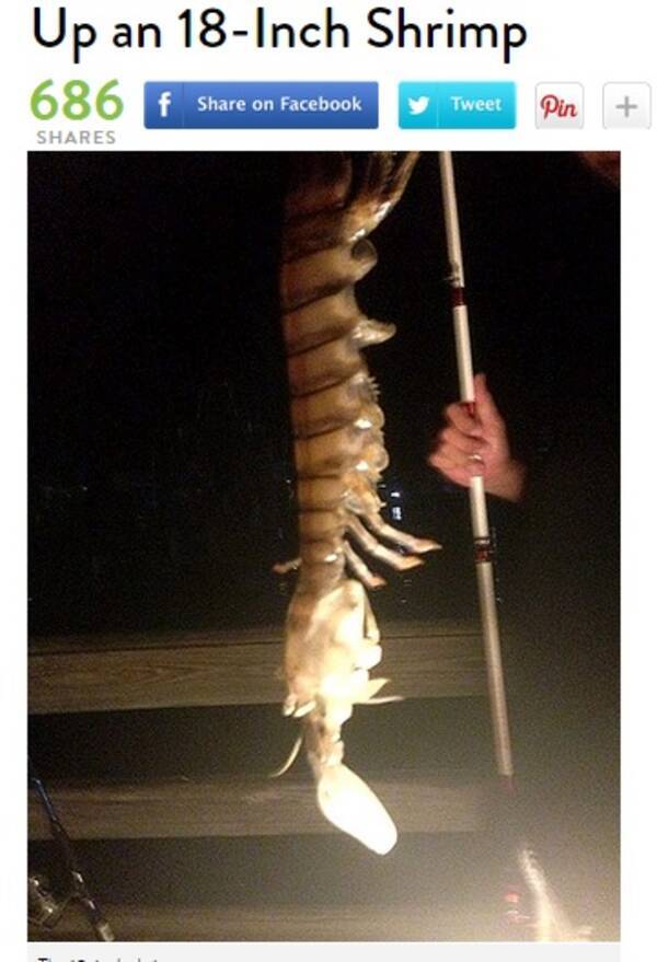 体長45cmの巨大生物が釣竿に 古代に生息したシャコの生き残りか フロリダ州 14年9月8日 エキサイトニュース