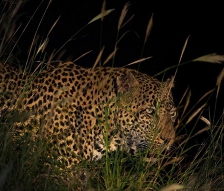 国立公園から雌トラが脱走して3週間 犠牲者はついに7名 印 14年1月16日 エキサイトニュース