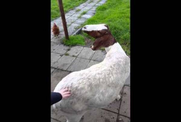 エクソシスト な首で人を驚かせるヤギがオランダに 動画あり 14年10月30日 エキサイトニュース