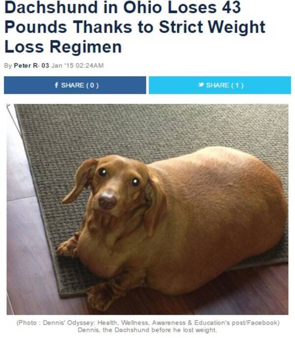 超肥満 ダックスフンド犬 1年でkg近くの減量に成功 米 15年1月5日 エキサイトニュース