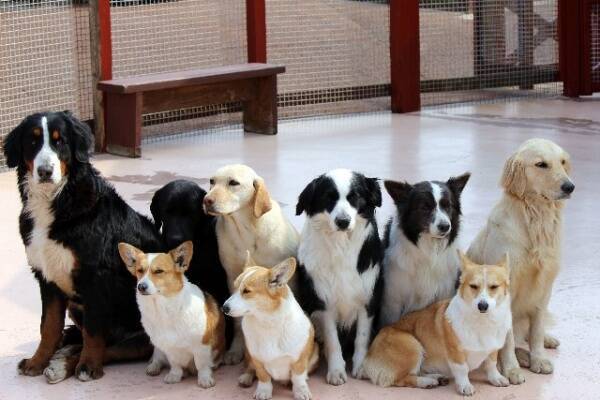 美輪明宏と黒柳徹子に意外な共通点 紅白熱唱 での動物挙動不審事件から判明 15年2月7日 エキサイトニュース