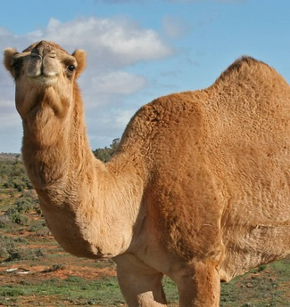 勝手にラクダと浮気してろ と激怒の夫 サウジアラビアでスレ違い離婚急増中 15年3月16日 エキサイトニュース