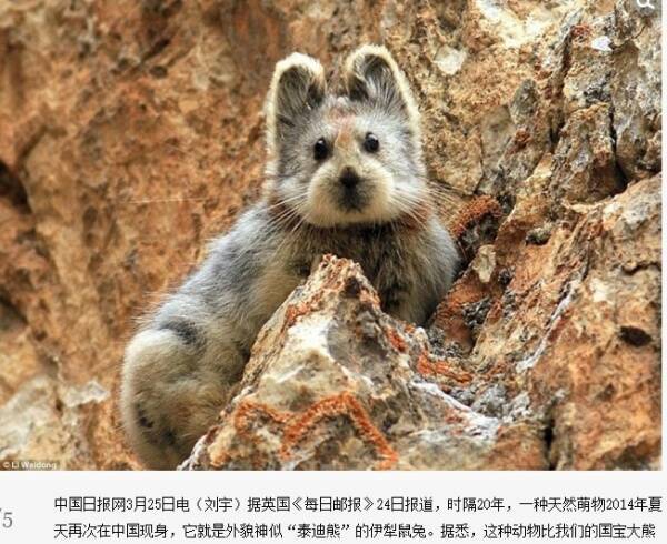 これこそピカチュウのモデル 希少な小動物 イルリピカ を再び発見 中国 15年3月28日 エキサイトニュース