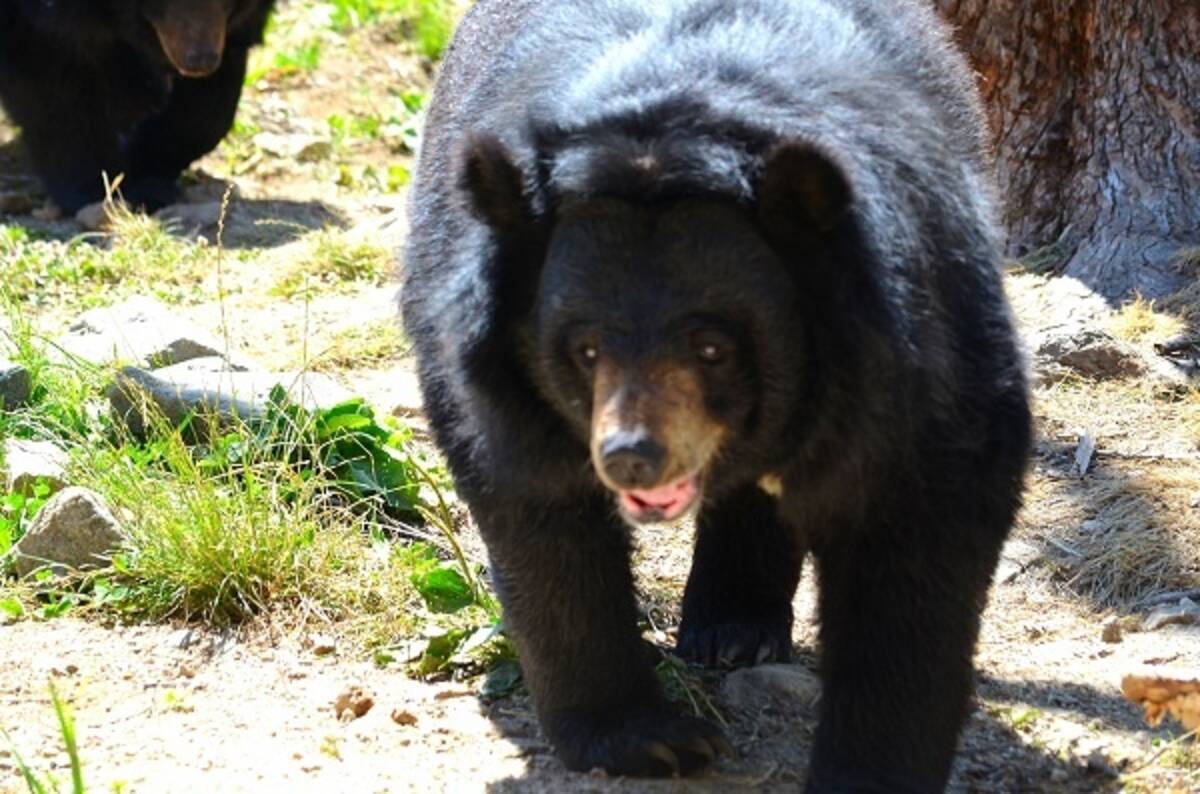 クマの檻に乱入した男性 右手をかじられるも殴り返して制圧 ポーランド 15年5月31日 エキサイトニュース