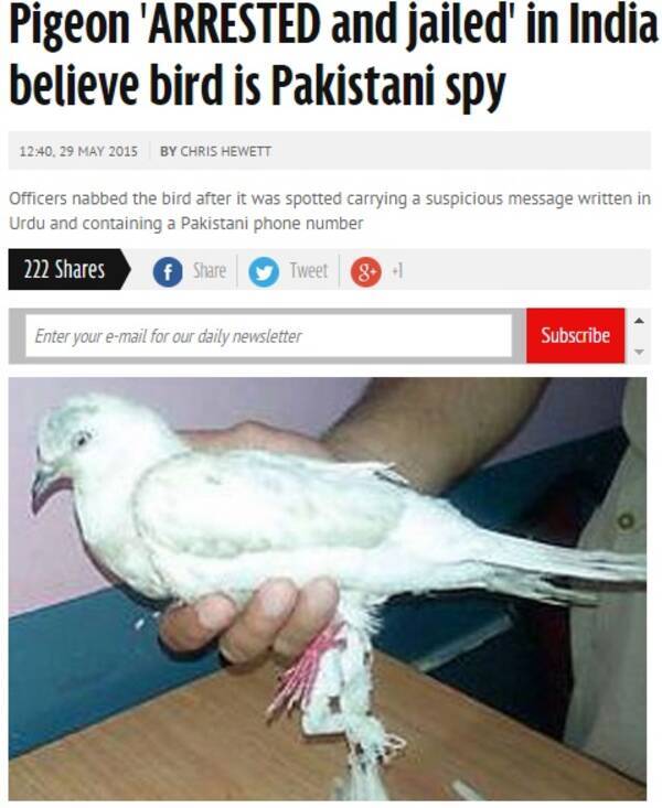 1羽の白いハト パキスタンからのスパイ容疑で逮捕される 印 15年5月31日 エキサイトニュース