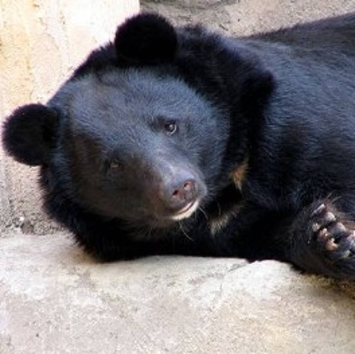 黒い 子犬 をペットにした中国人男性 2年後にクマだと知る 15年7月10日 エキサイトニュース