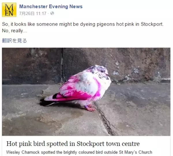 羽がピンク。英マンチェスターで珍しいハト現る。