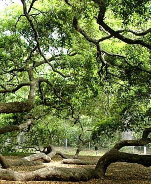 66歳奇跡の生還 太い木の枝の下敷きで7日間身動き取れず 飲まず食わず 米 15年7月29日 エキサイトニュース