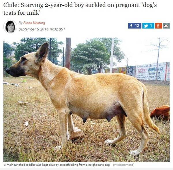 餓死寸前の2歳児 隣家のメス犬の乳首に吸い付いて飢えをしのぐ チリ 15年9月6日 エキサイトニュース