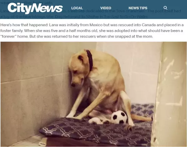動物保護施設に戻された犬、悲しみで引きこもる（カナダ）