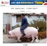 「巨豚にまたがり散歩する男性（中国）」の画像1