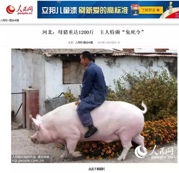 「巨豚にまたがり散歩する男性（中国）」の画像