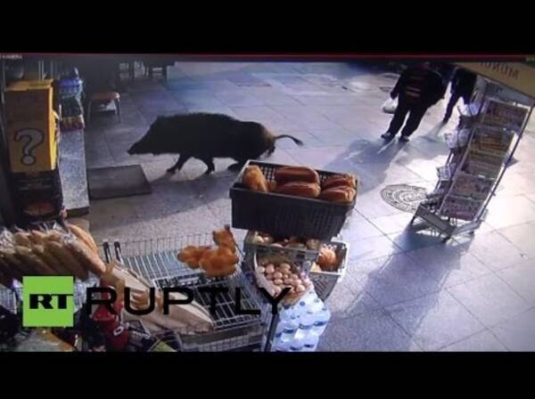 野生イノシシ イスタンブールの街で大暴れ 人や犬も逃げ回る 動画あり 15年11月22日 エキサイトニュース