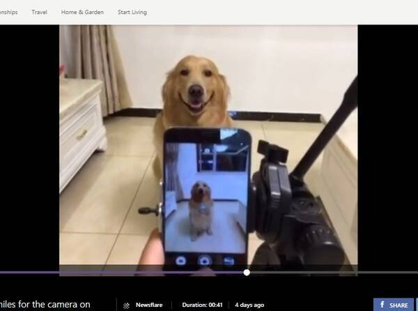はい チーズ でニコッ カメラに微笑む賢い犬 動画あり 15年11月25日 エキサイトニュース